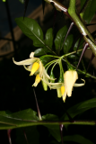 Solanum atropurpureum RCP8-2014 255.JPG
